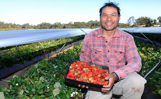 Farmer with strawberries