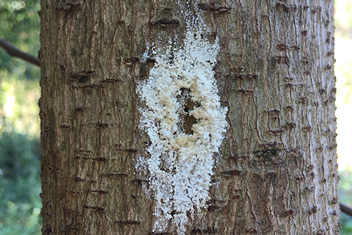 Sugar volcano on tree