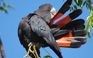 Black Cockatoo in tree 