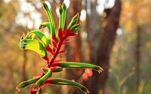 Kangaroo Paw