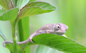 Image of a chameleon