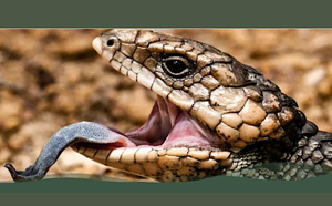 Close up image of a lizard