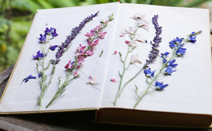 Pressed flowers in book