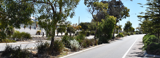 Image of a tree-lined street.