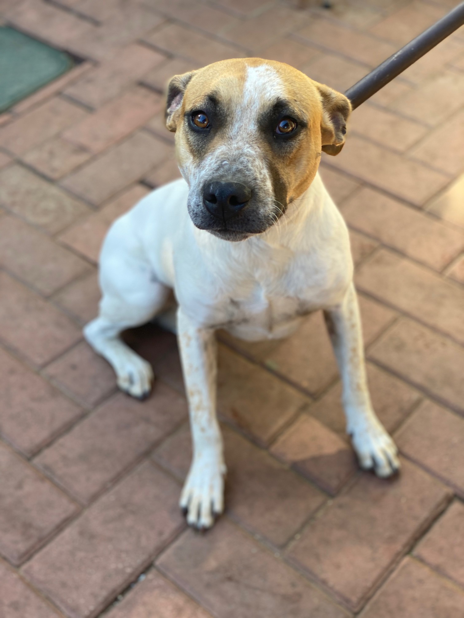 Dogs in the Animal Care Centre - City of Wanneroo