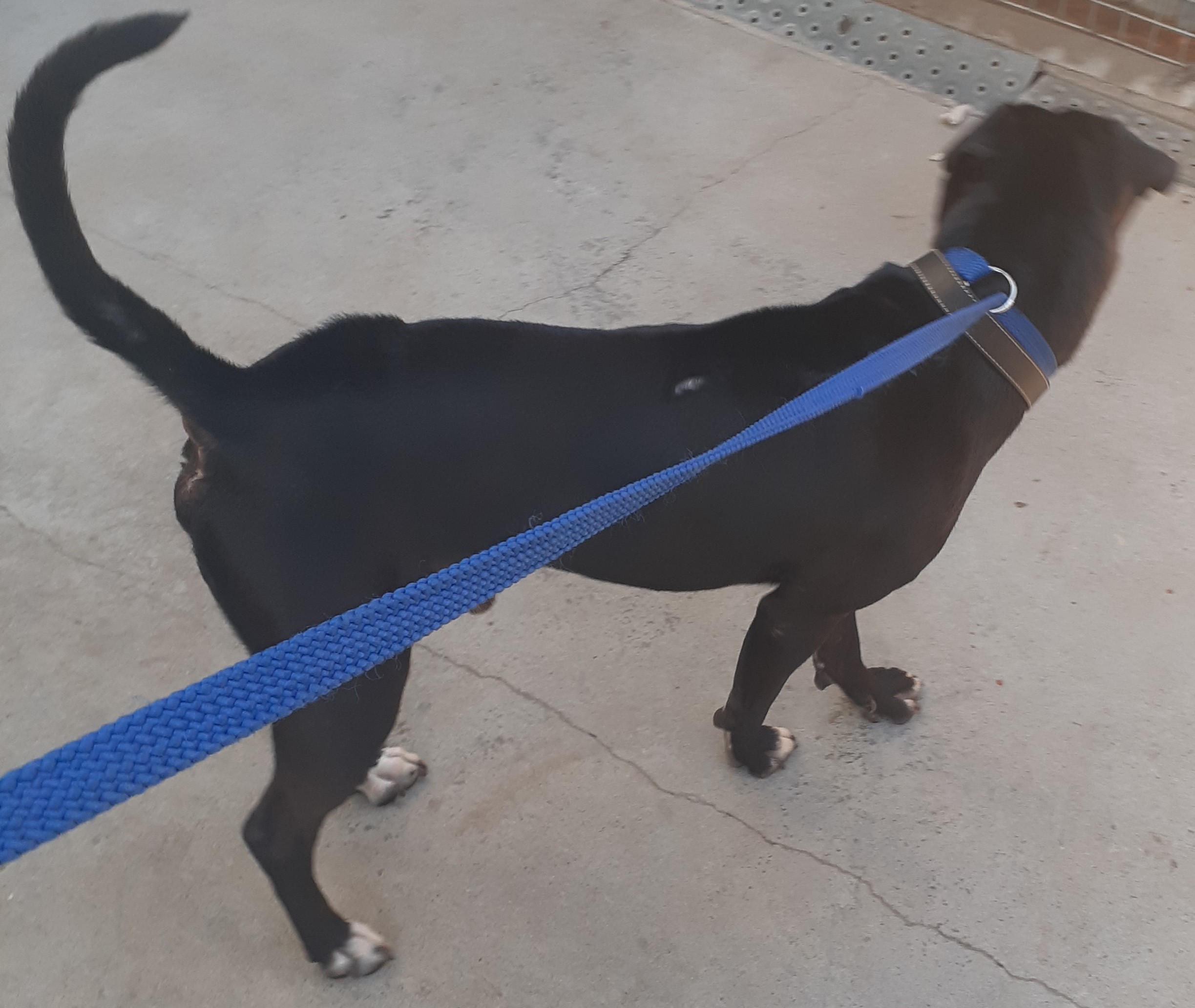 Black male Staffy x dog - Animal Care Centre - City of Wanneroo