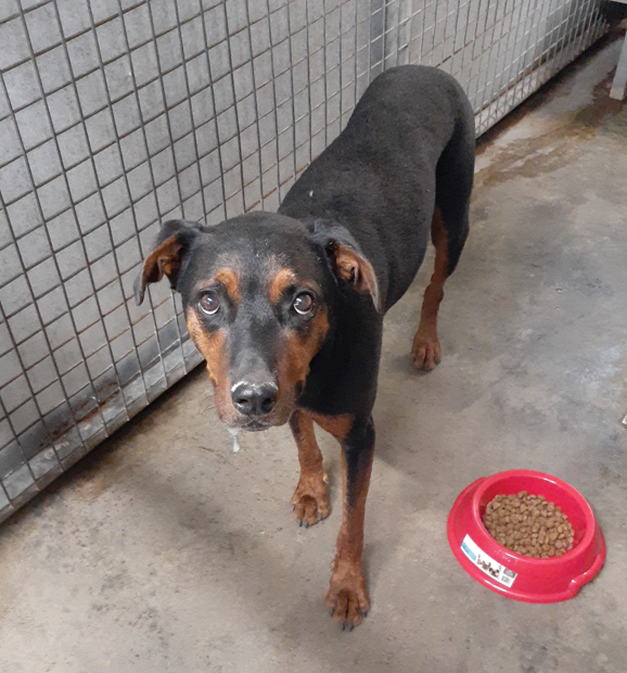 Doberman best sale cross kelpie