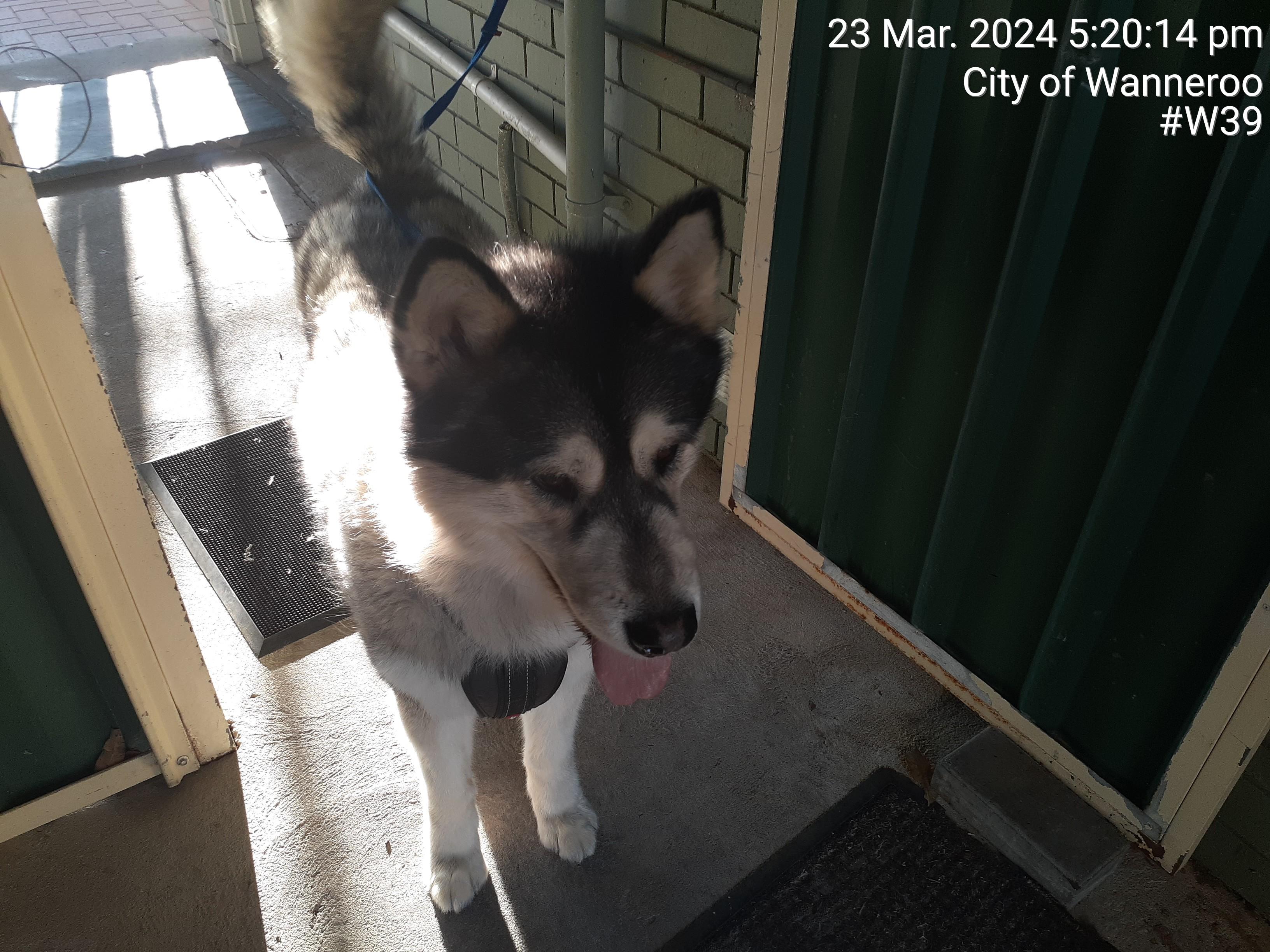 White and Black male Huskie X dog - Animal Care Centre - City of Wanneroo