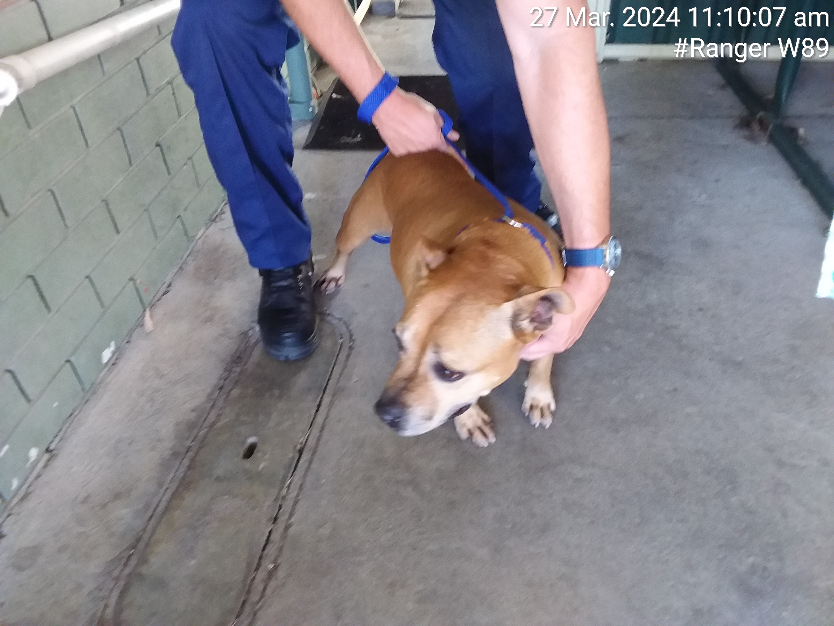 Beige female staffy dog - Animal Care Centre - City of Wanneroo