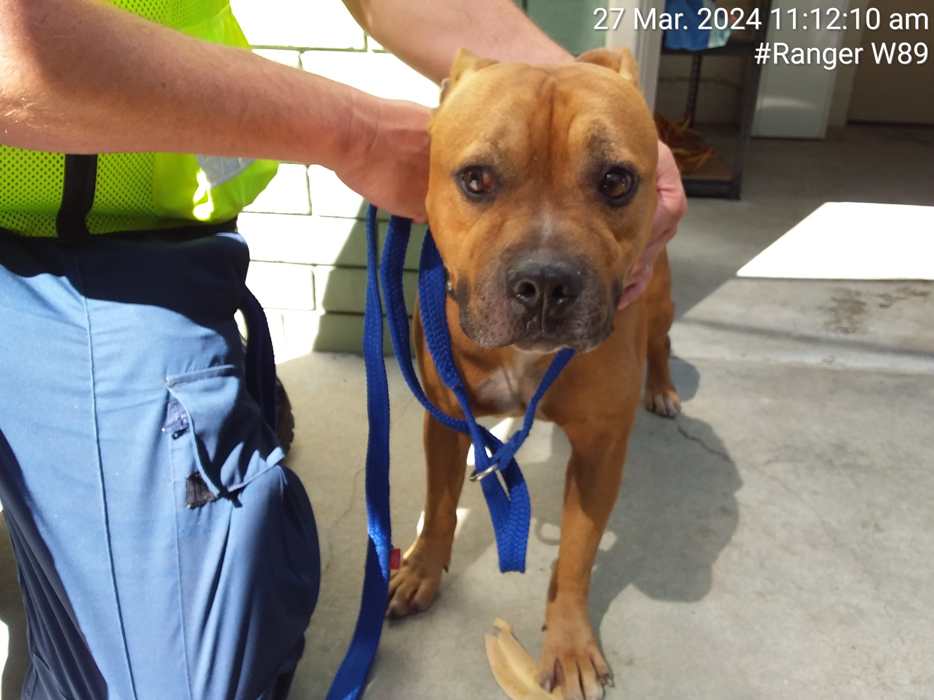 Brown male Staffy dog - Animal Care Centre - City of Wanneroo