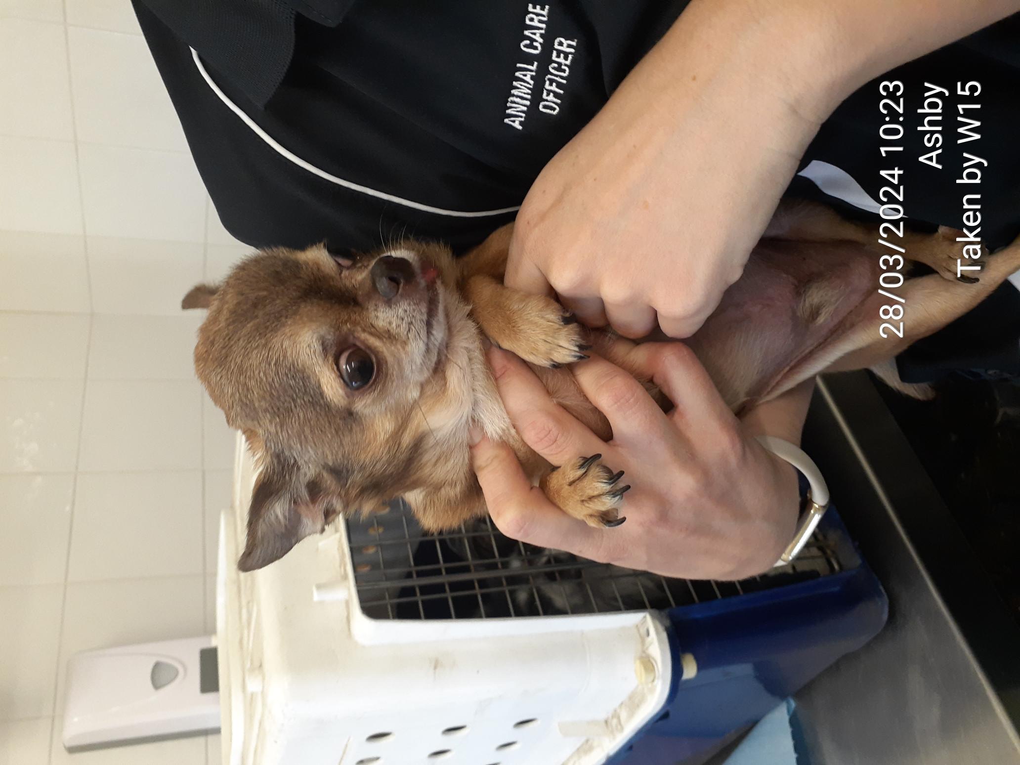 Tan male Chichuahua dog - Animal Care Centre - City of Wanneroo