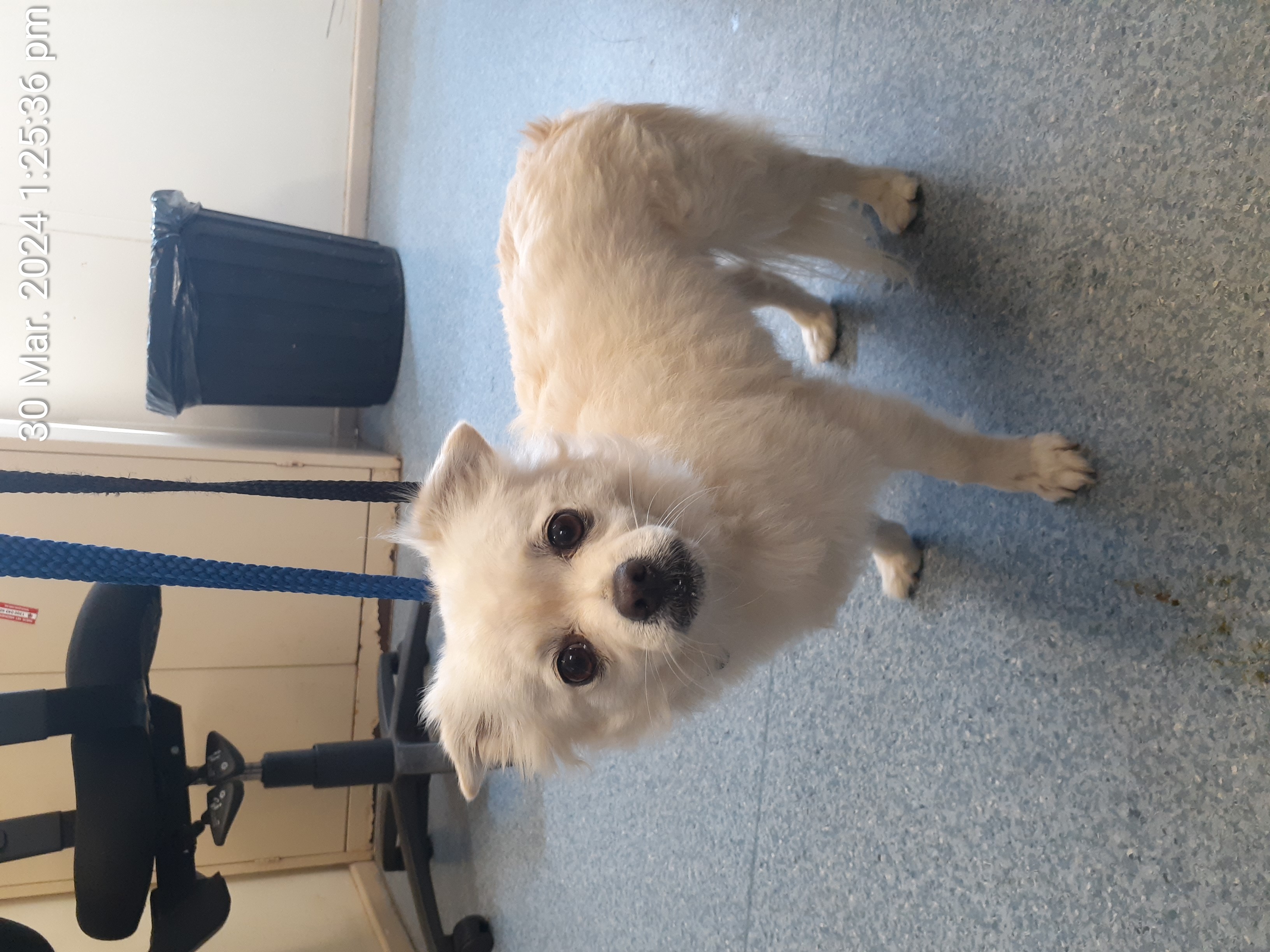 White male Pomeranian X dog - Animal Care Centre - City of Wanneroo