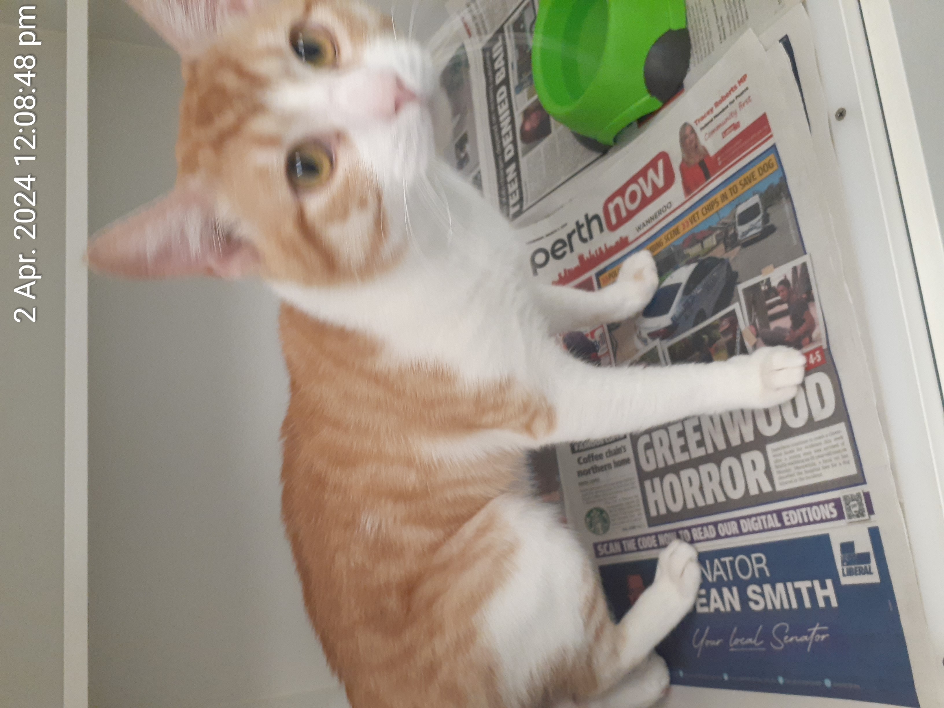 Ginger and White male DMH Cat cat - Animal Care Centre - City of Wanneroo