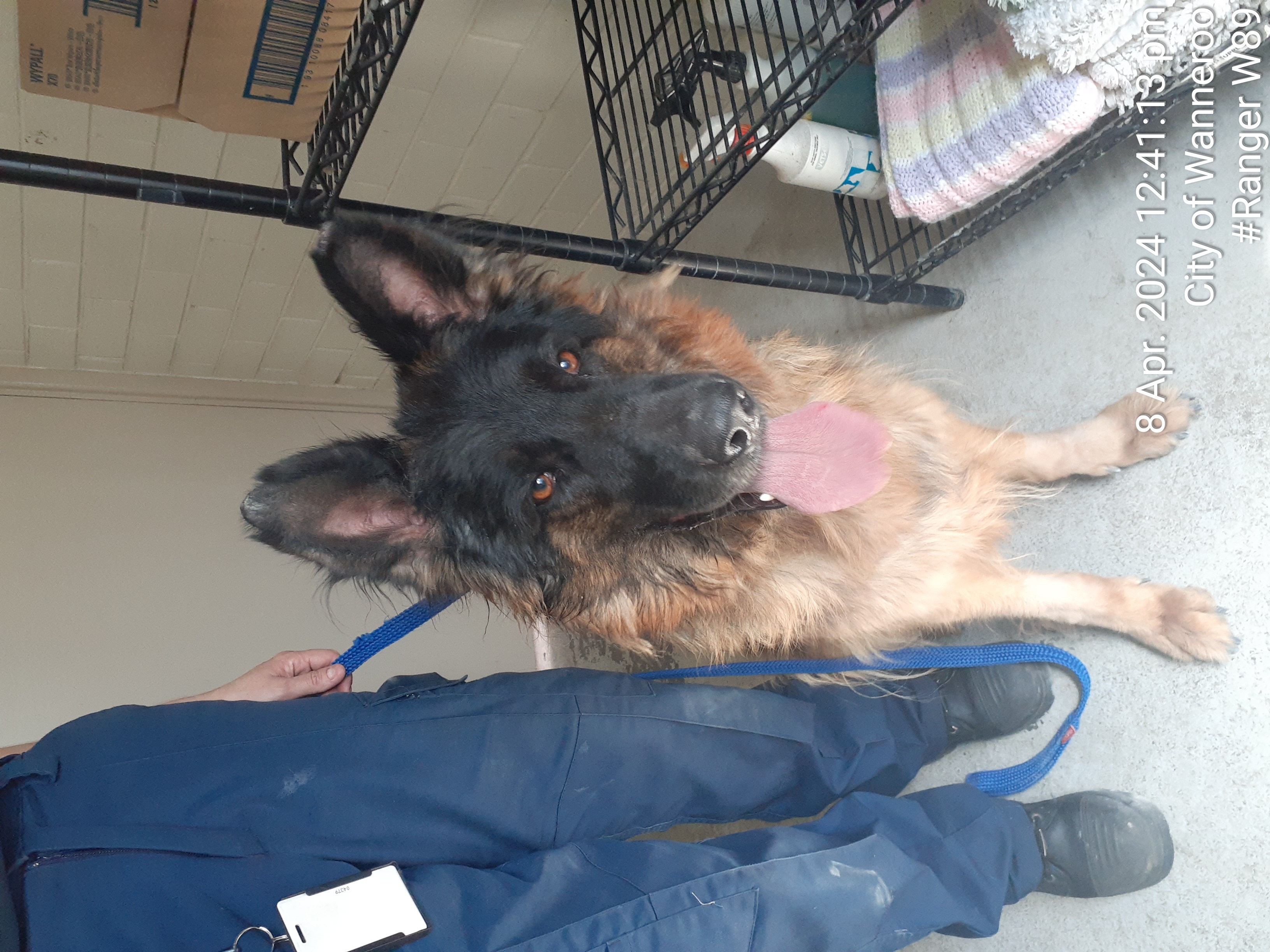 Black and Tan female German Shepherd dog - Animal Care Centre - City of  Wanneroo