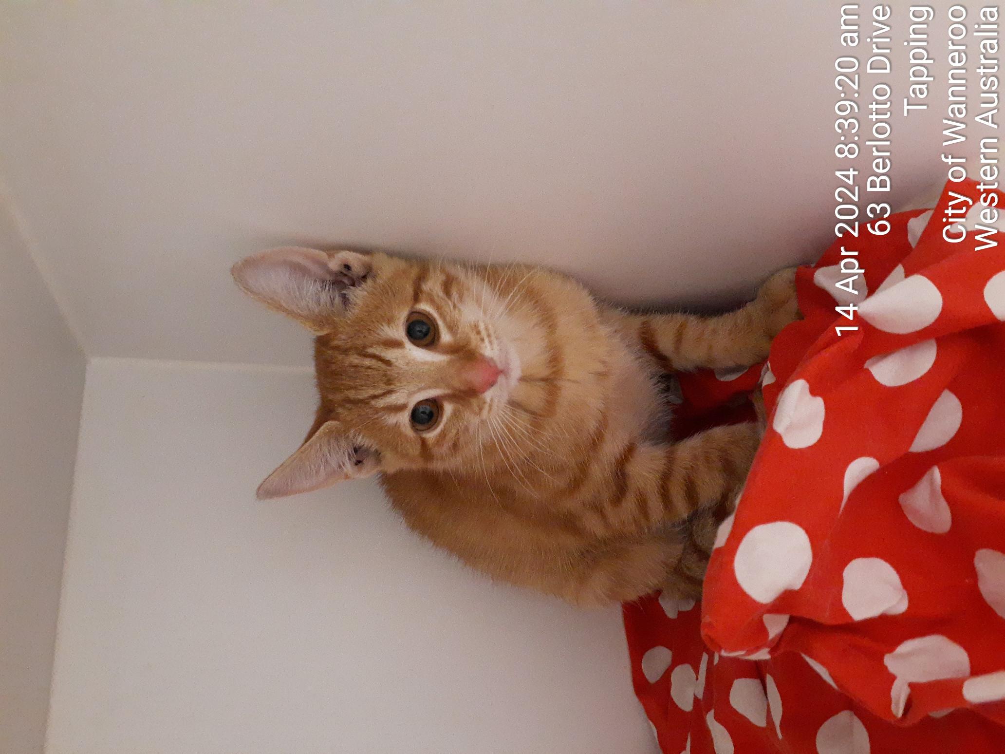 Ginger & Tan female DSH Kitten cat - Animal Care Centre - City of Wanneroo