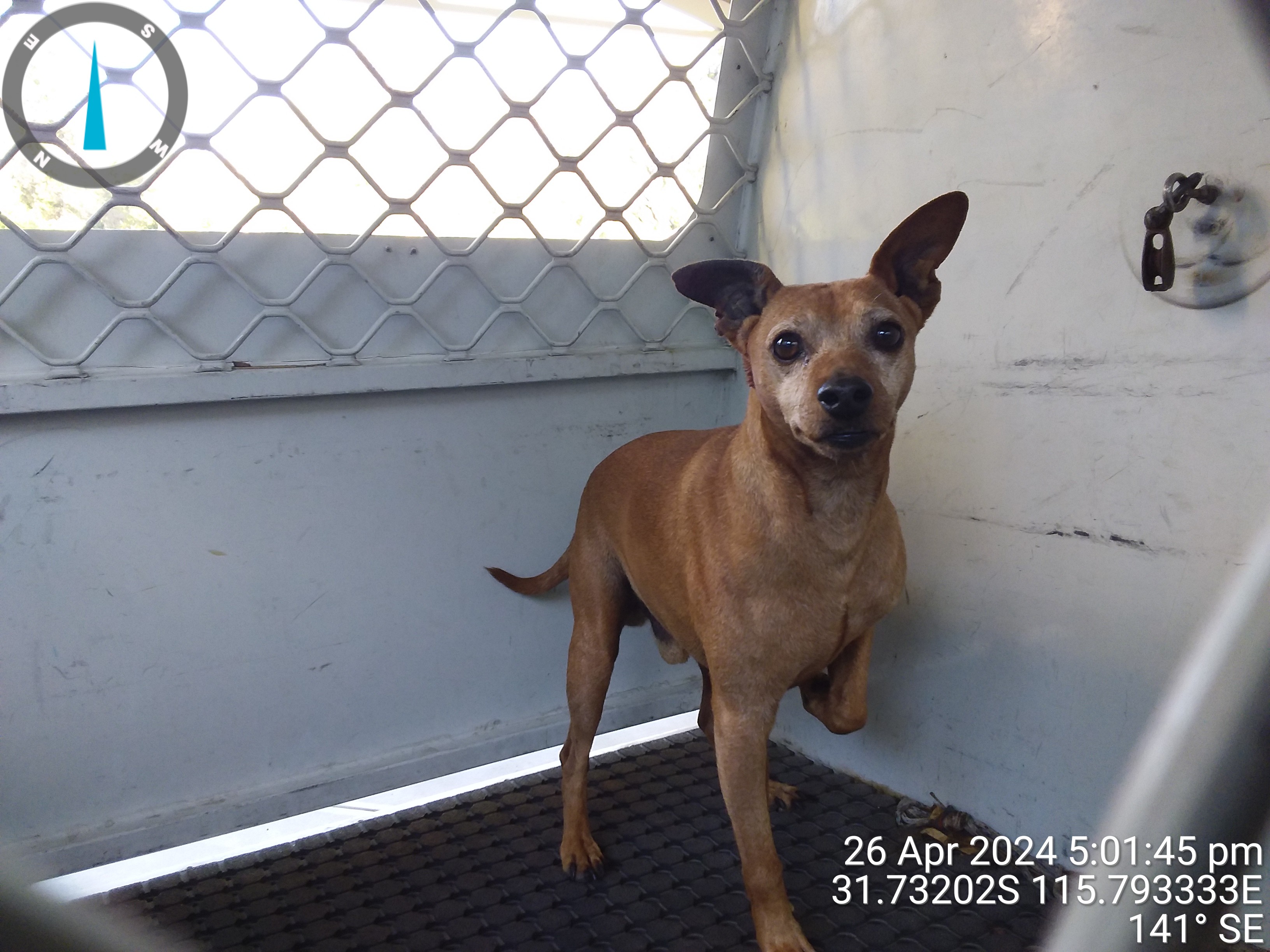 Tan male Minature Pinscher dog - Animal Care Centre - City of Wanneroo