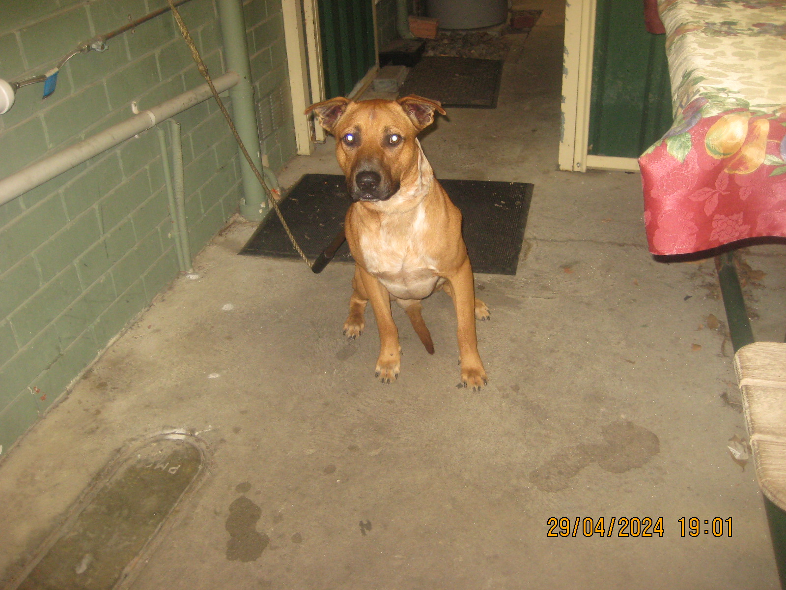 Tan and white male Bull Mastif x dog - Animal Care Centre - City of Wanneroo