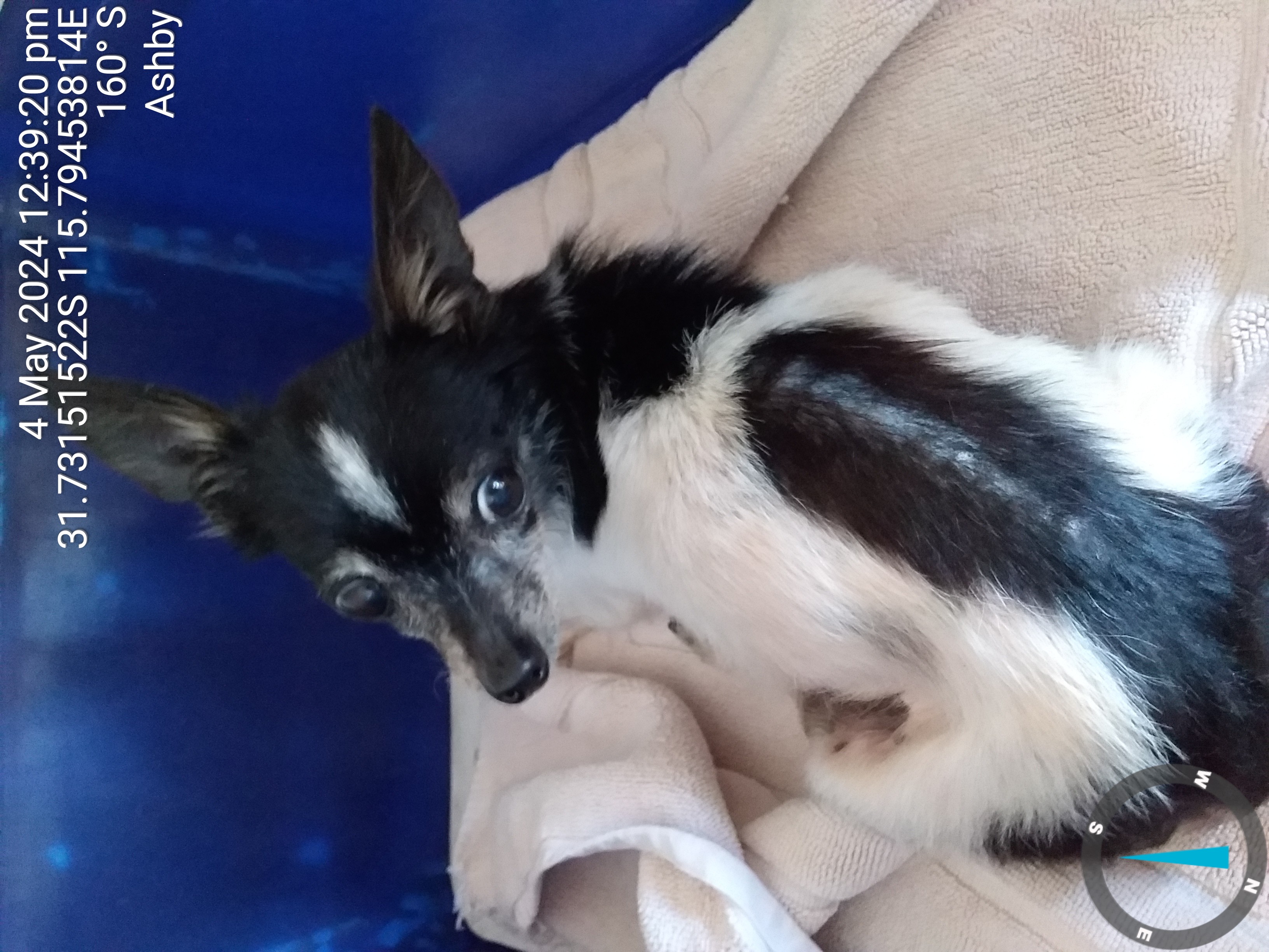 Black and White male Chihuahua X dog - Animal Care Centre - City of Wanneroo