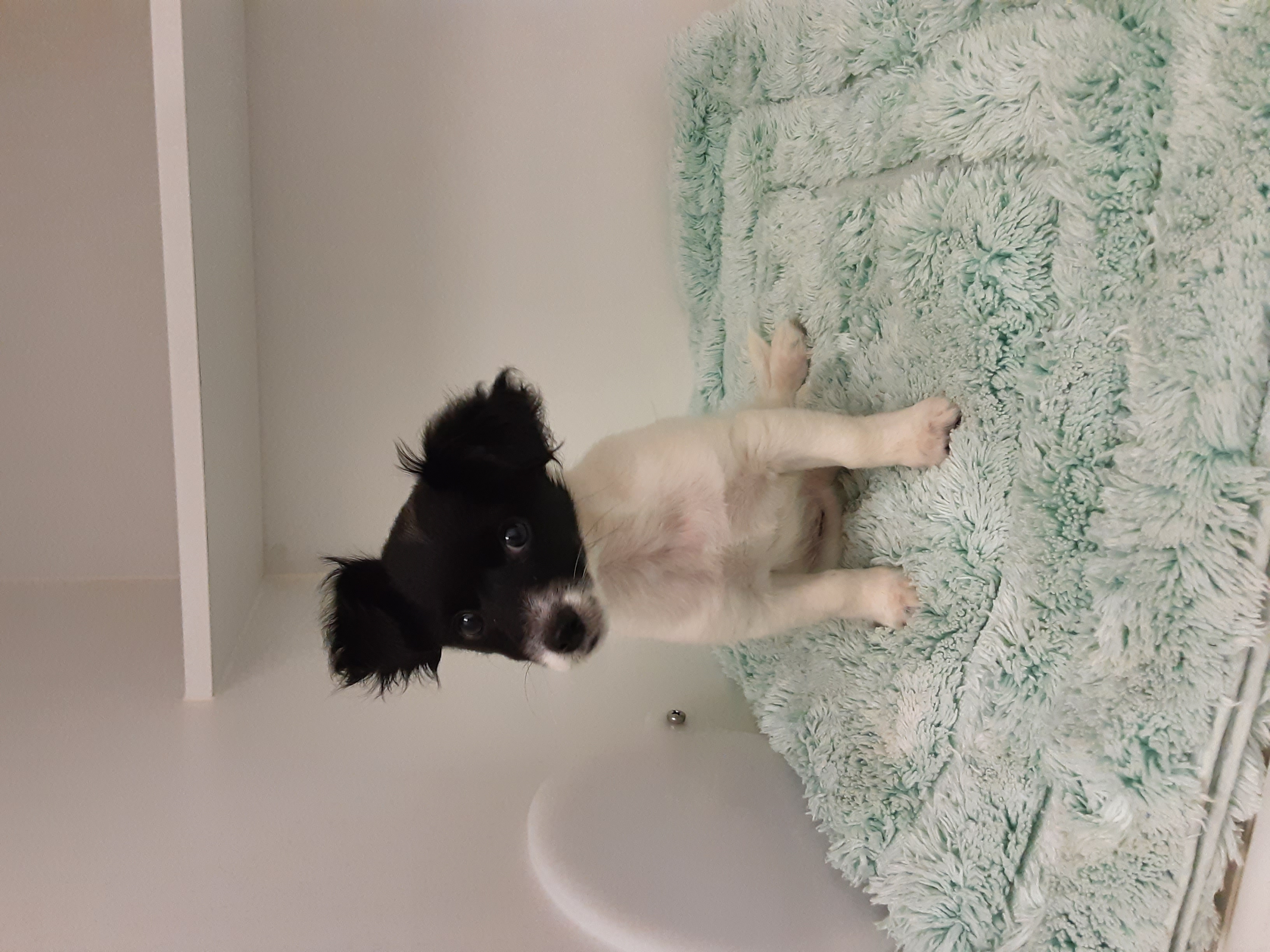 Black and White female Chihuahua X (pup) dog - Animal Care Centre - City of  Wanneroo