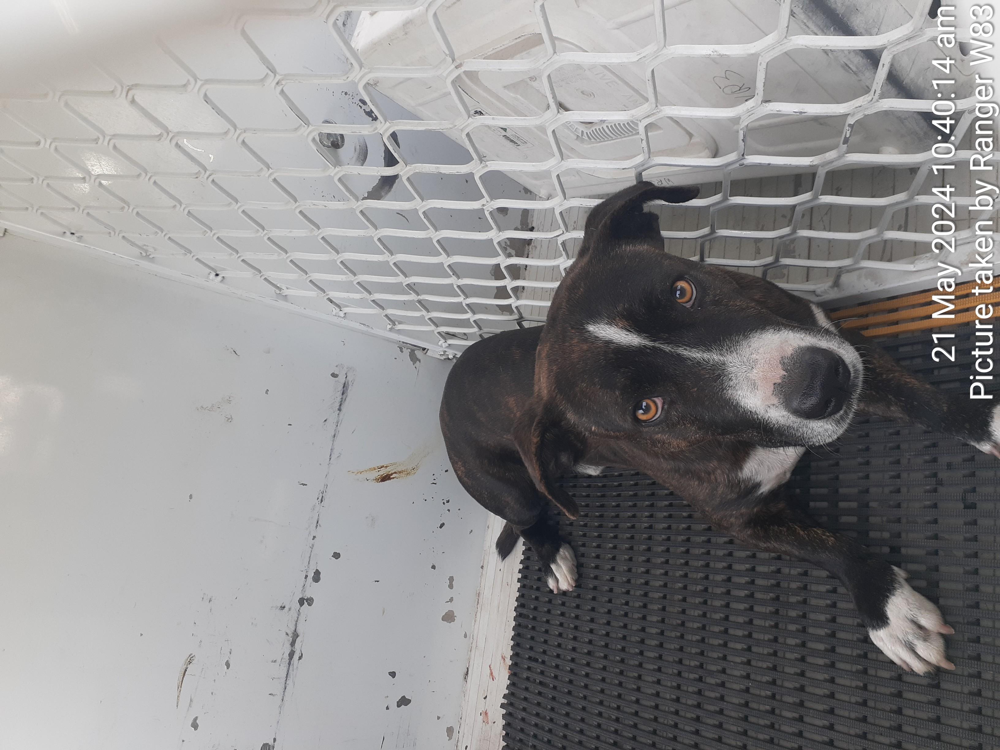 Brindle and white male Mixed Breed dog - Animal Care Centre - City of  Wanneroo