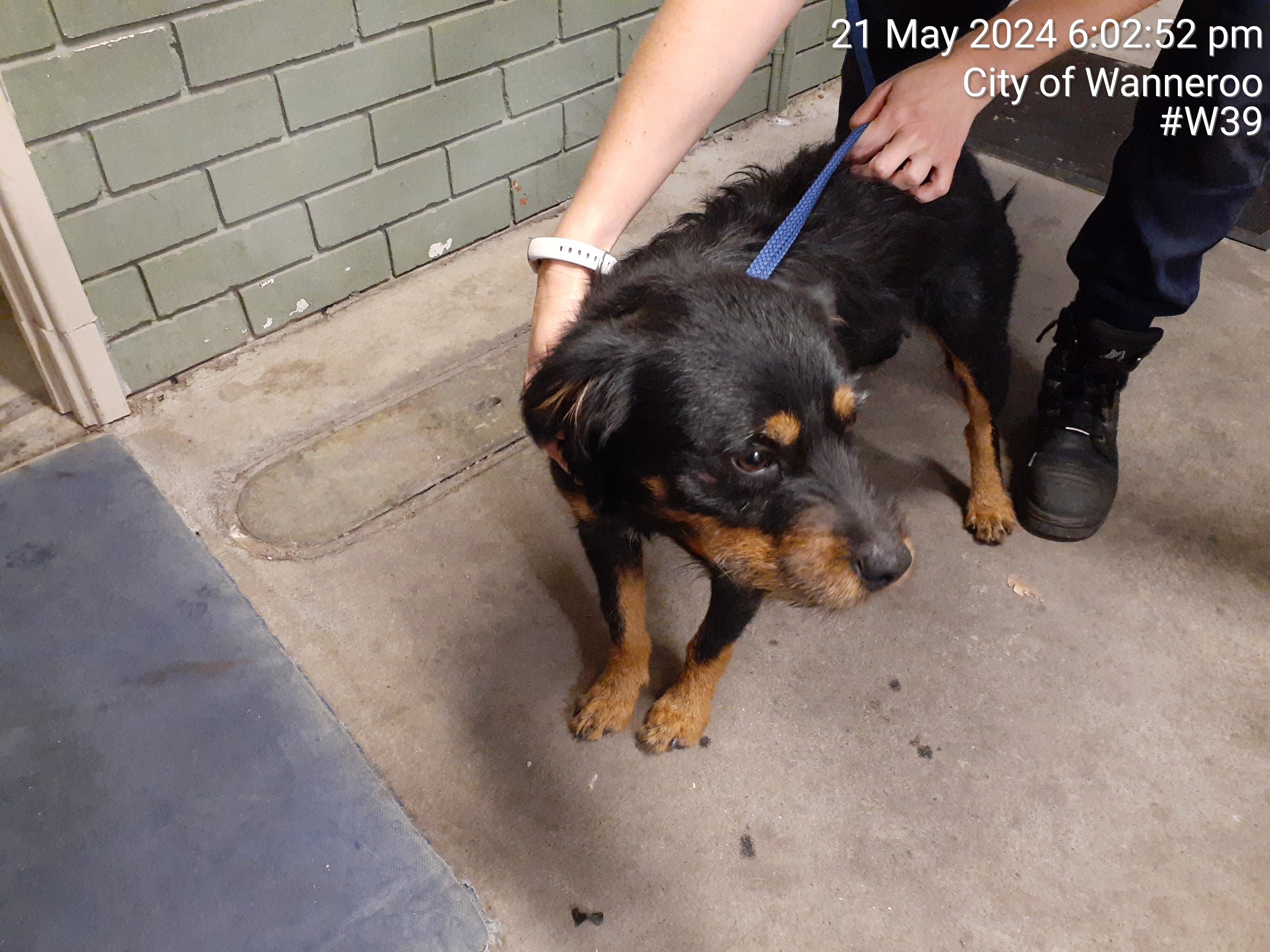 Black and Tan male Terrier X dog - Animal Care Centre - City of Wanneroo