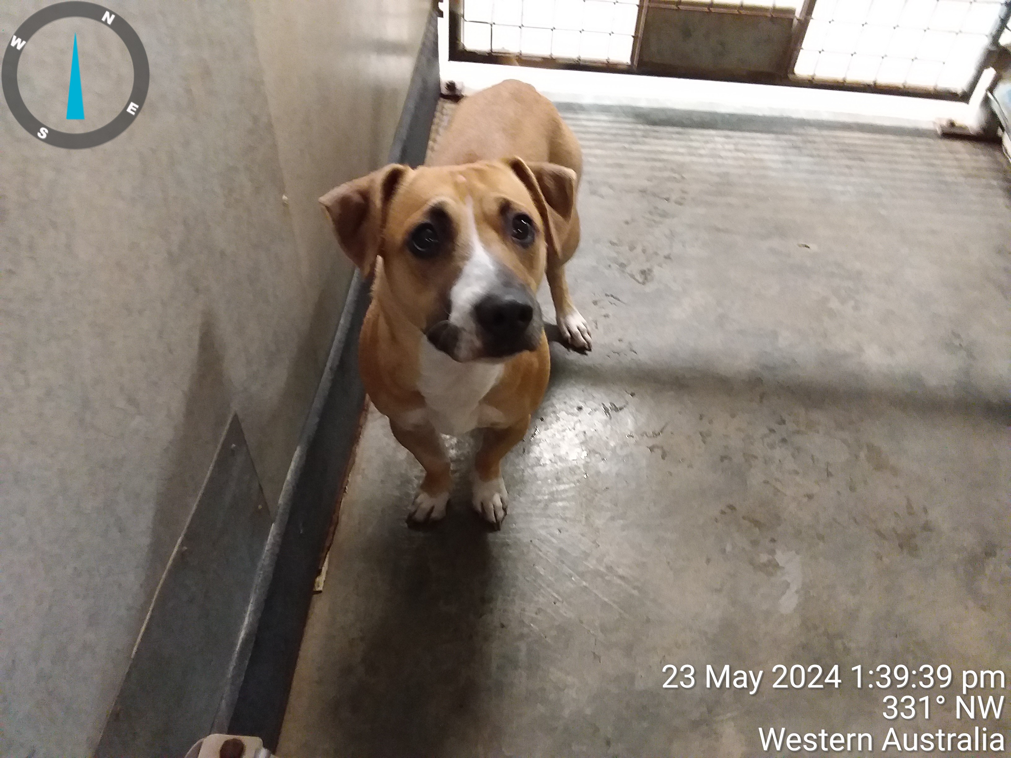 Tan/White female Jackrussell X dog - Animal Care Centre - City of Wanneroo