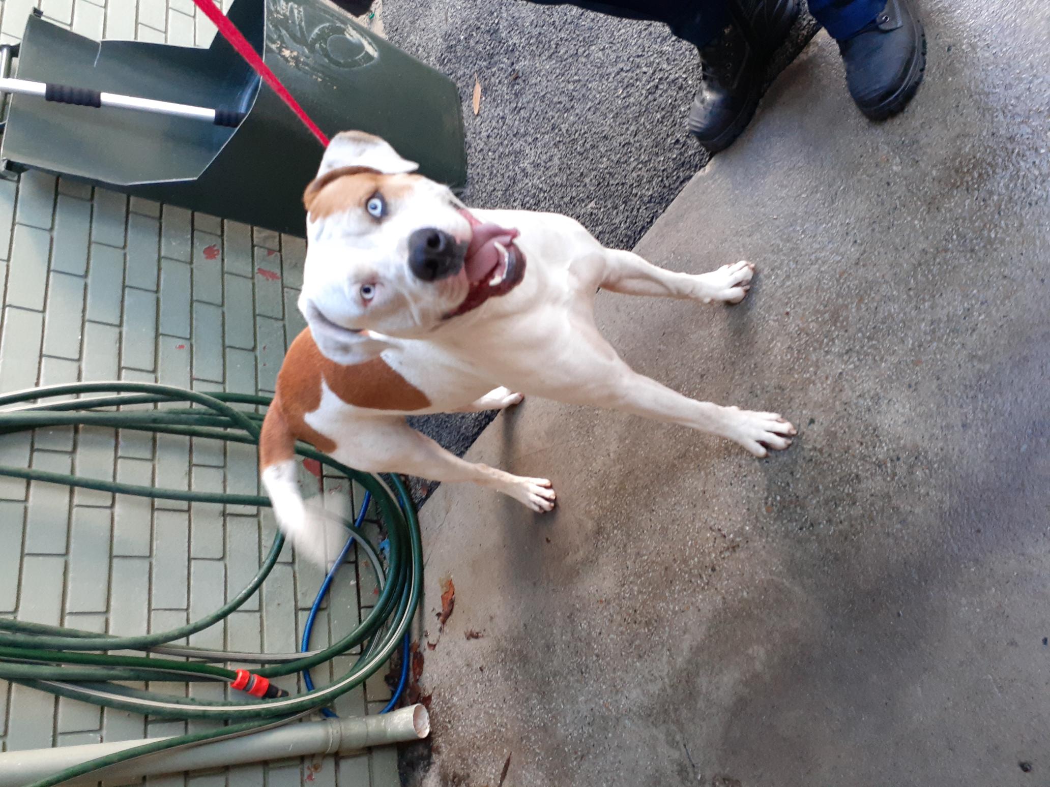 White and Tan male Bull Arab X dog - Animal Care Centre - City of Wanneroo