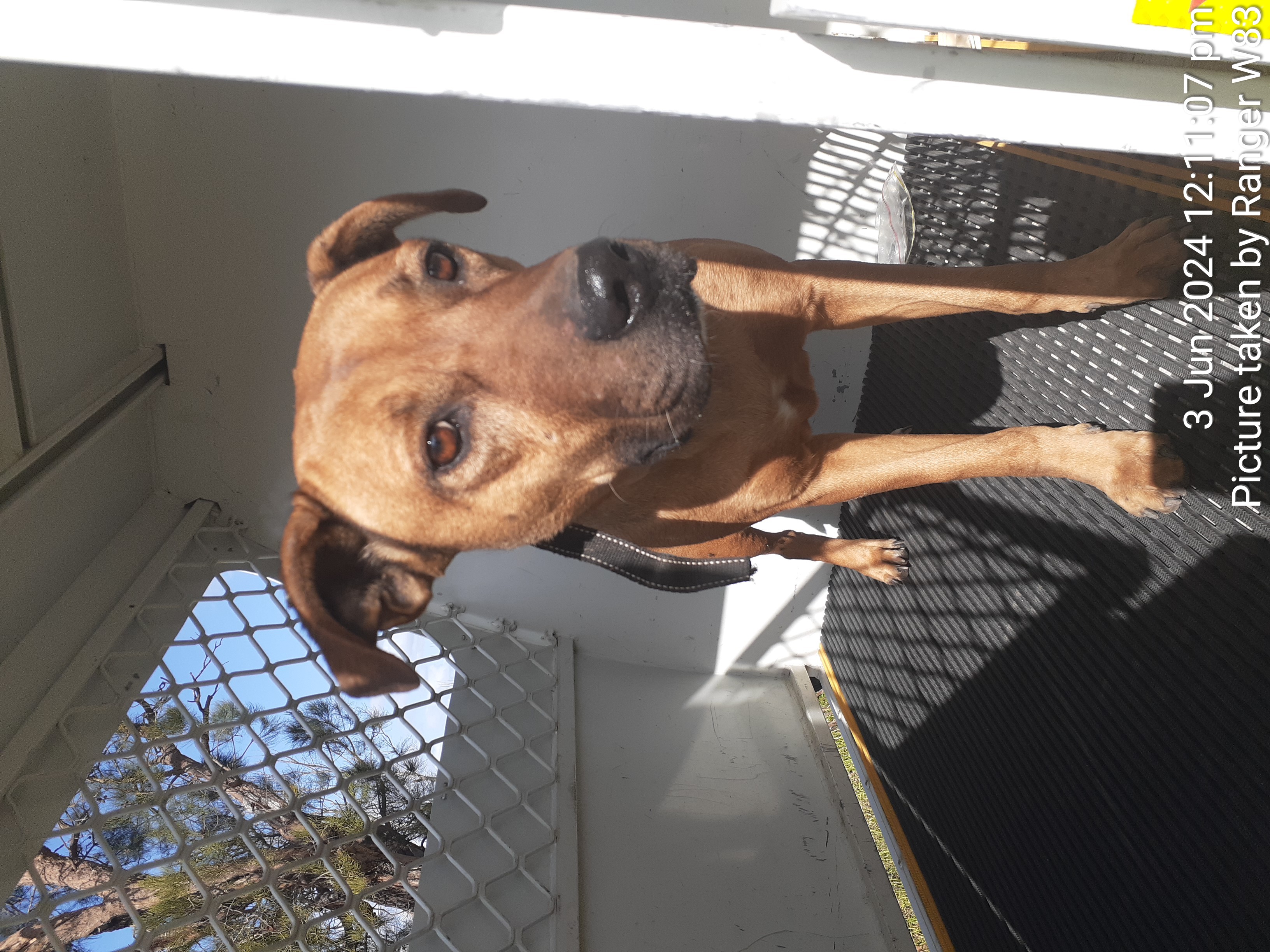 Tan female Staffy dog - Animal Care Centre - City of Wanneroo