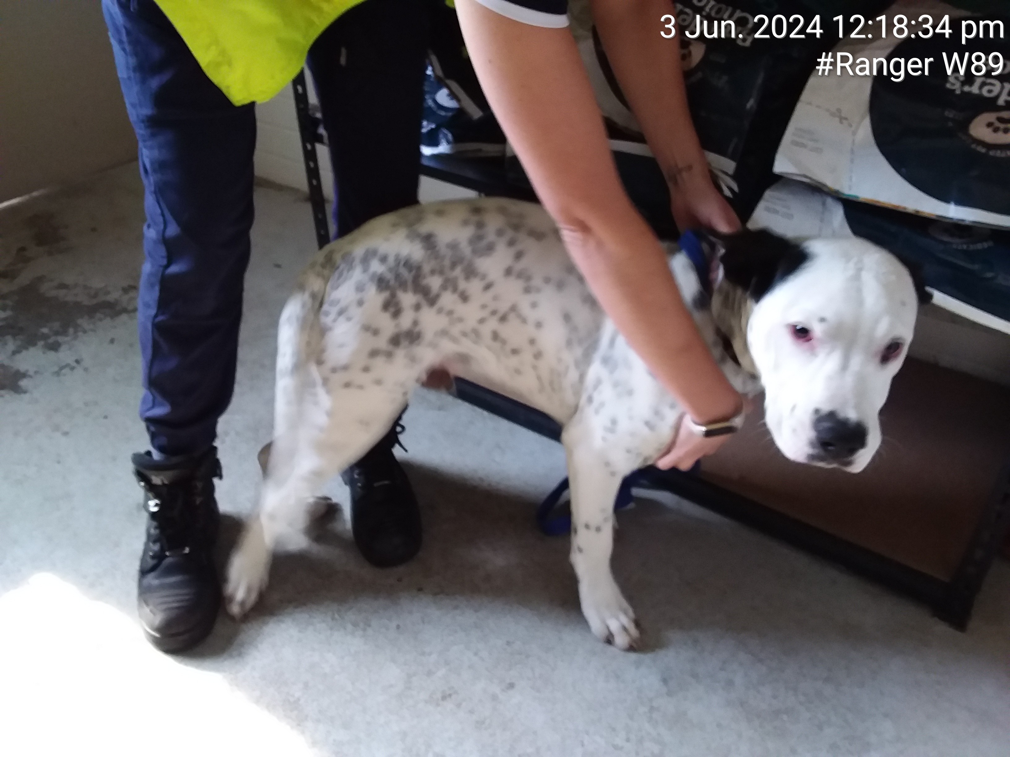 White grey spots male Bull Mastif x dog - Animal Care Centre - City of  Wanneroo