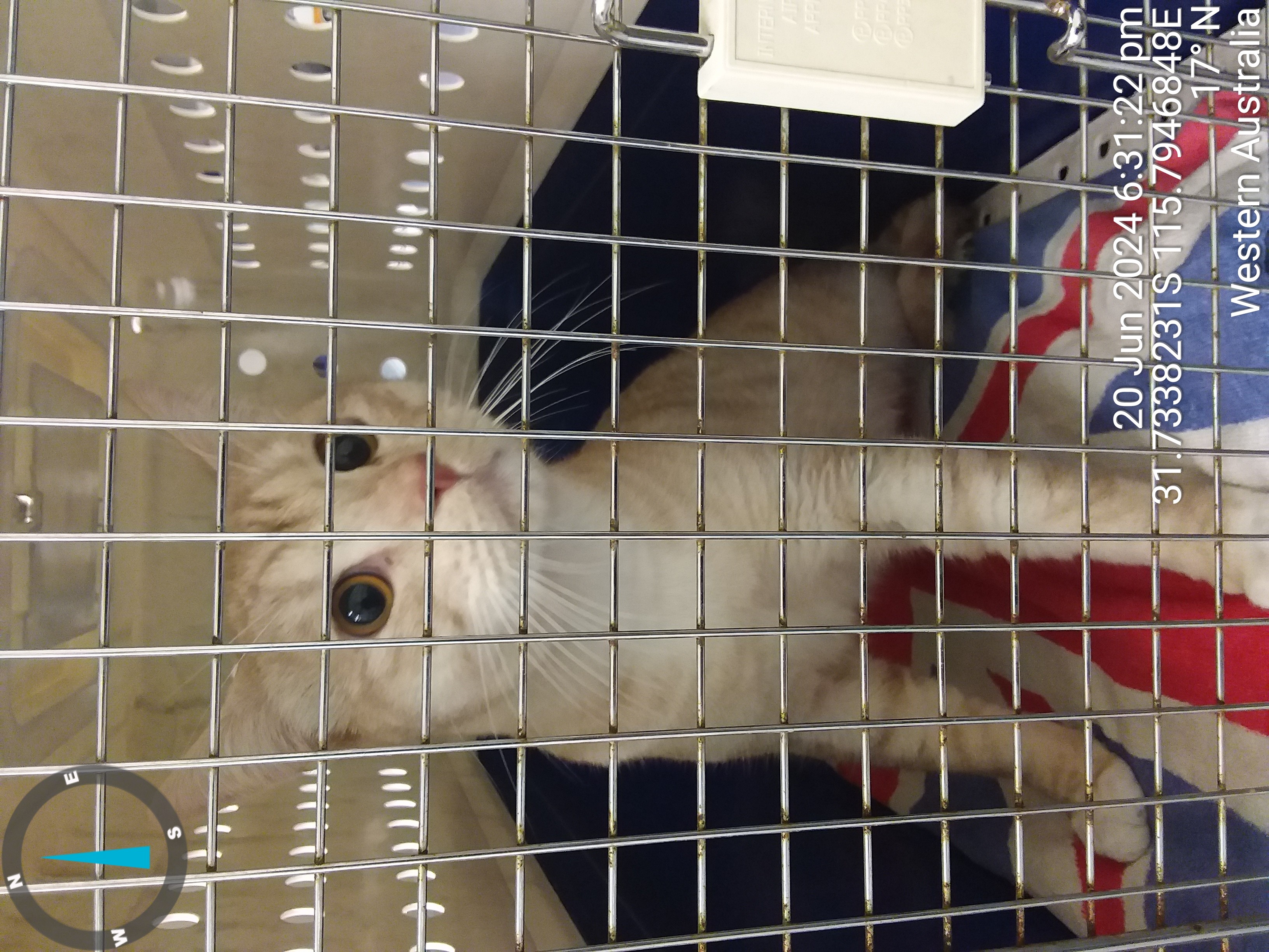 Ginger/Cream male DSH cat - Animal Care Centre - City of Wanneroo